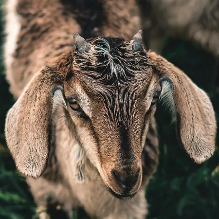 Ekofarma Selwit Séjour à la ferme Sosnówka